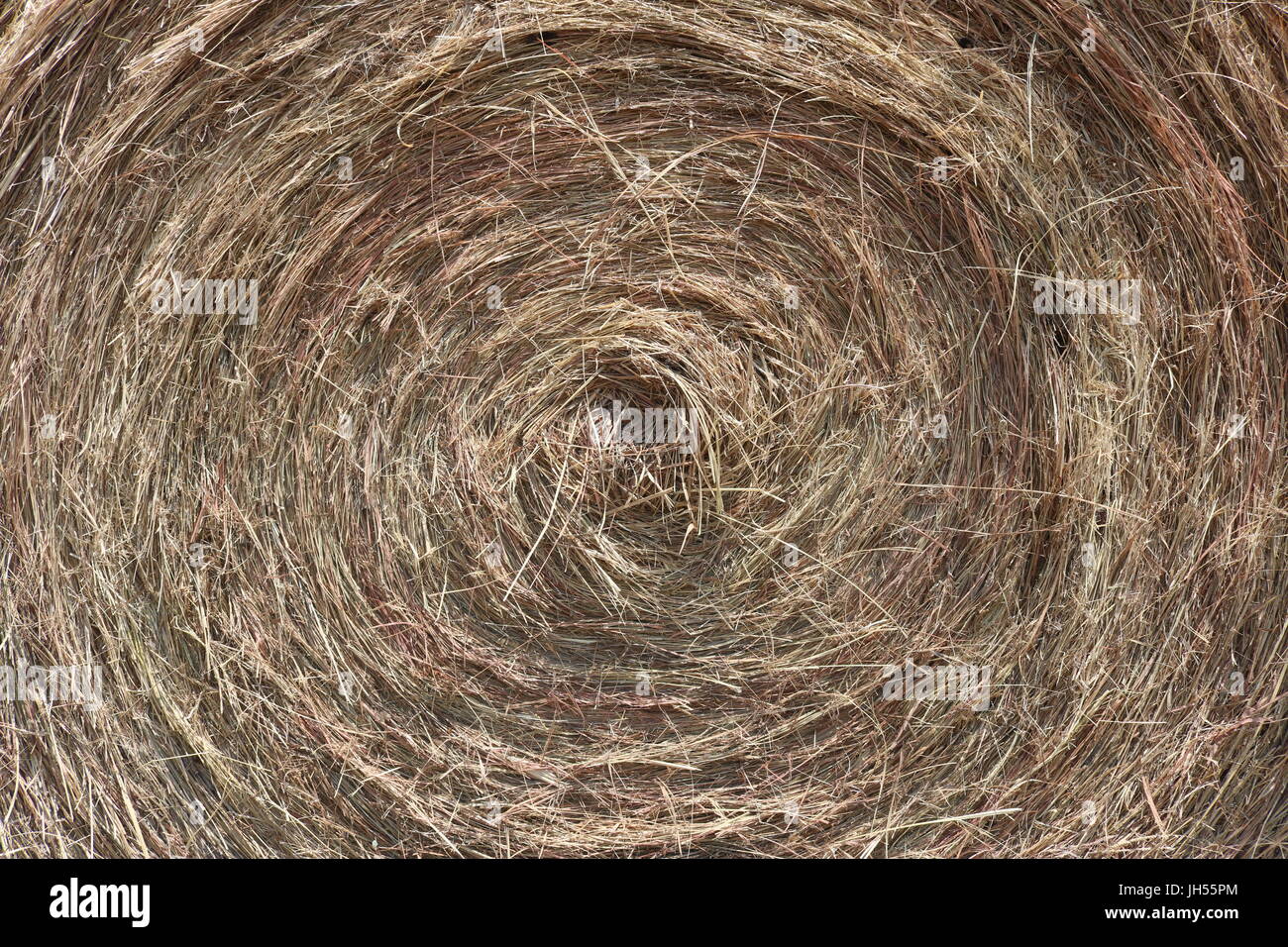 Close up of a round hay bale in Texas Stock Photo