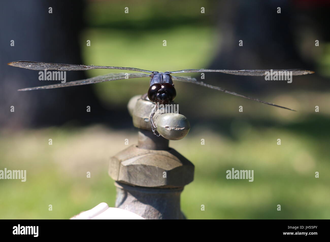 Close up of a full frontal black and blue dragonfly on an outdoor faucet in Texas Stock Photo