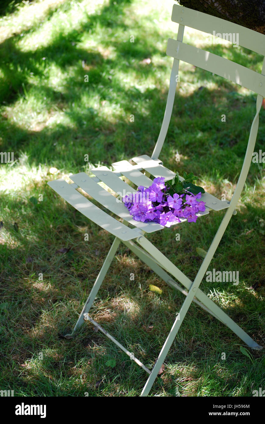 Purple Phlox cut and sitting on a chair in the garden, Bainbridge Island, WA. USA Stock Photo
