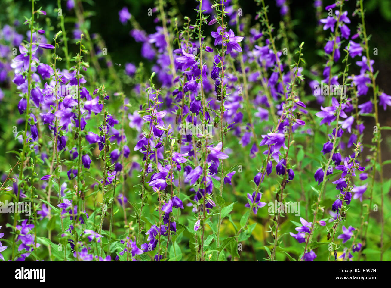 Campanula grossheimii, Grossheims bellflowers Stock Photo