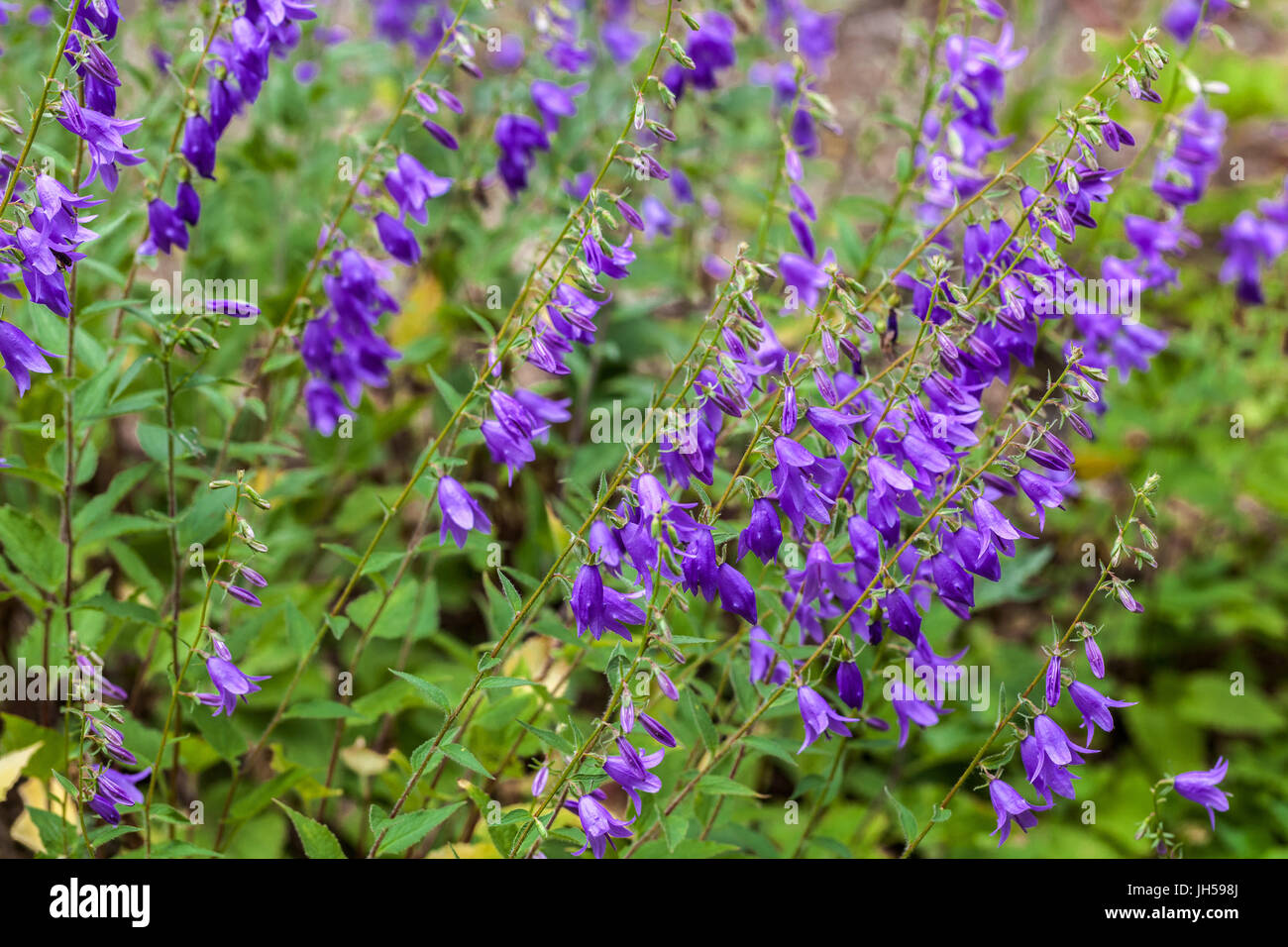 Campanula grossheimii, Grossheims bellflowers Stock Photo