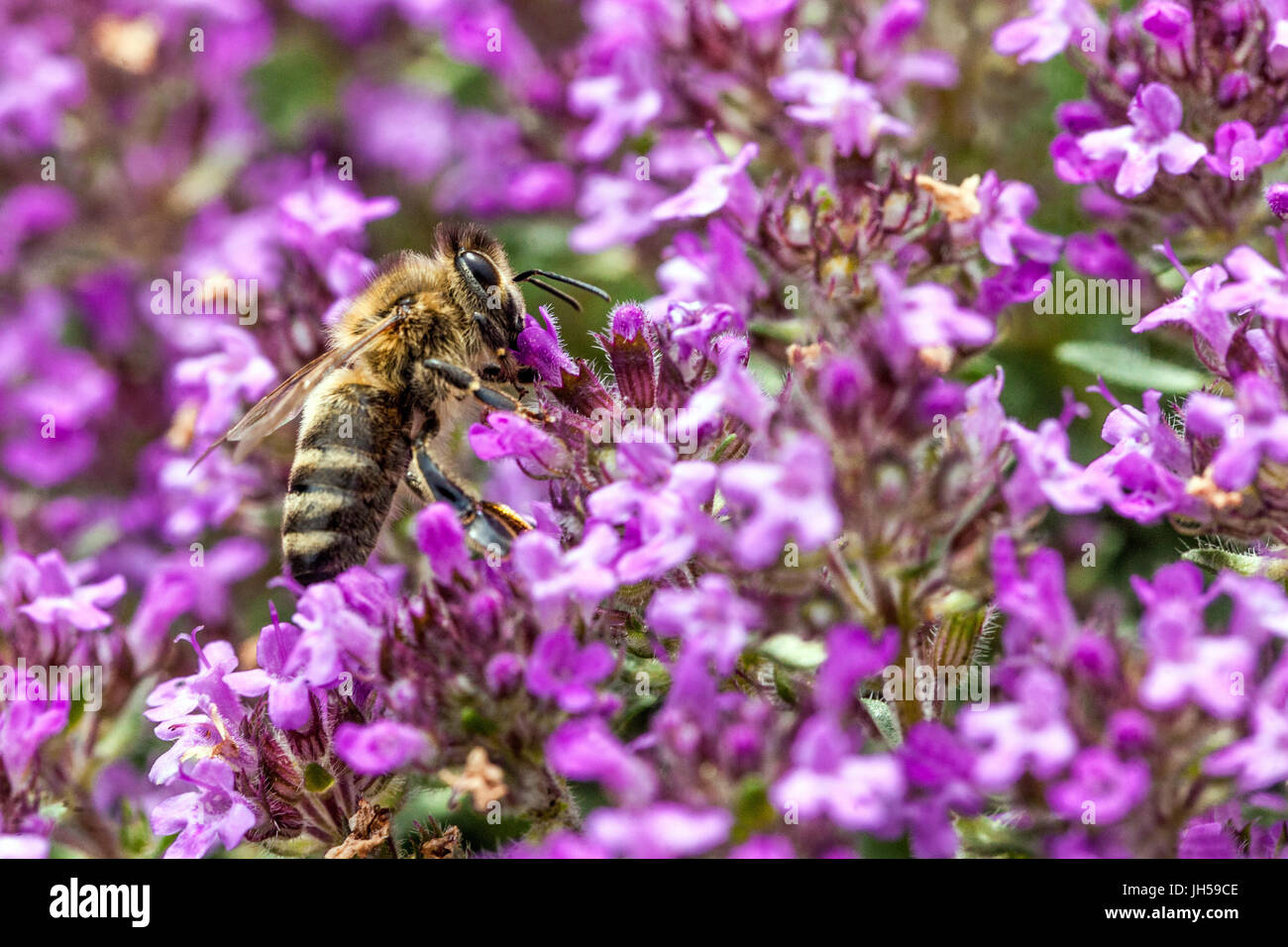 Bee on thyme plant Thymus praecox Thyme garden Stock Photo