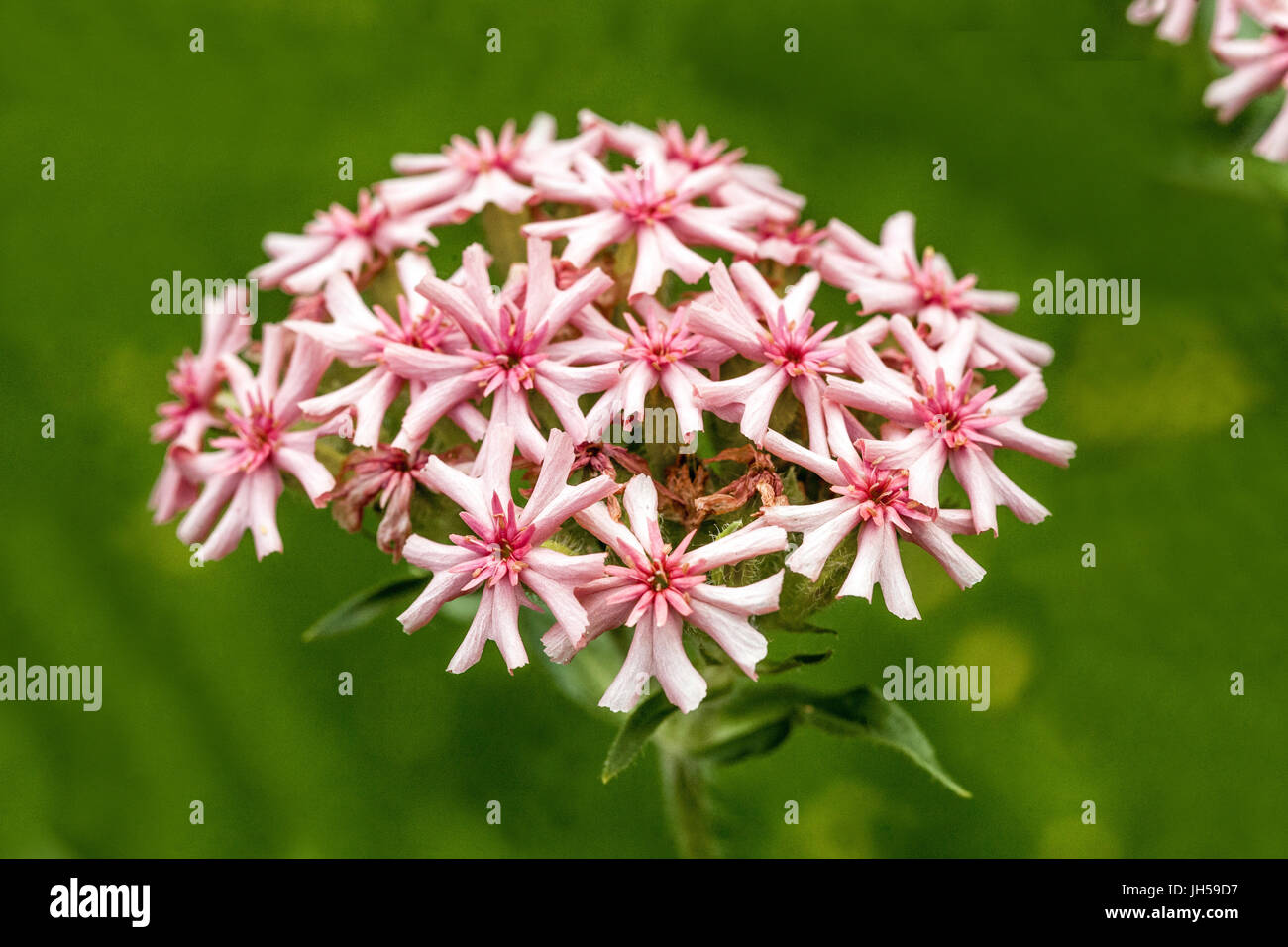 Maltese cross flower, Lychnis chalcedonica  'Apricot' Stock Photo