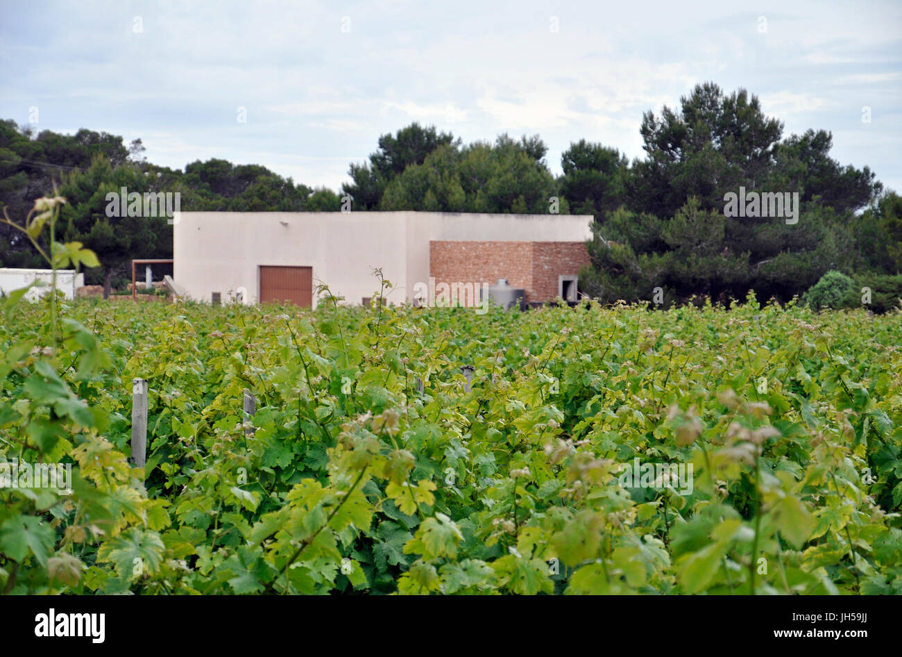 Bodegas Terramoll winery facilities surrounded by grapevine (Vitis vinifera) vineyards at La Mola (Formentera, Balearic Islands, Spain) Stock Photo