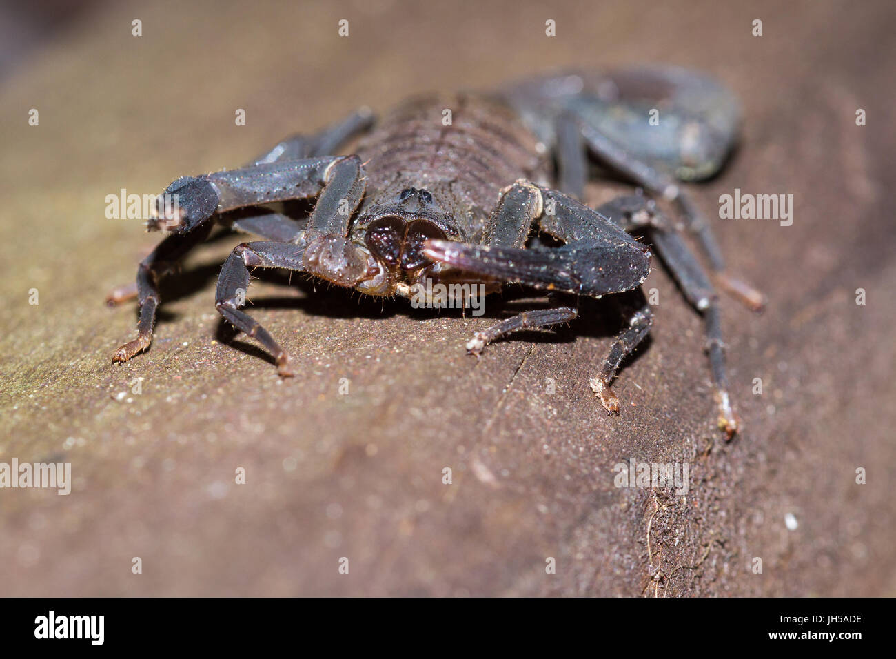 Scorpion costa rica hires stock photography and images Alamy