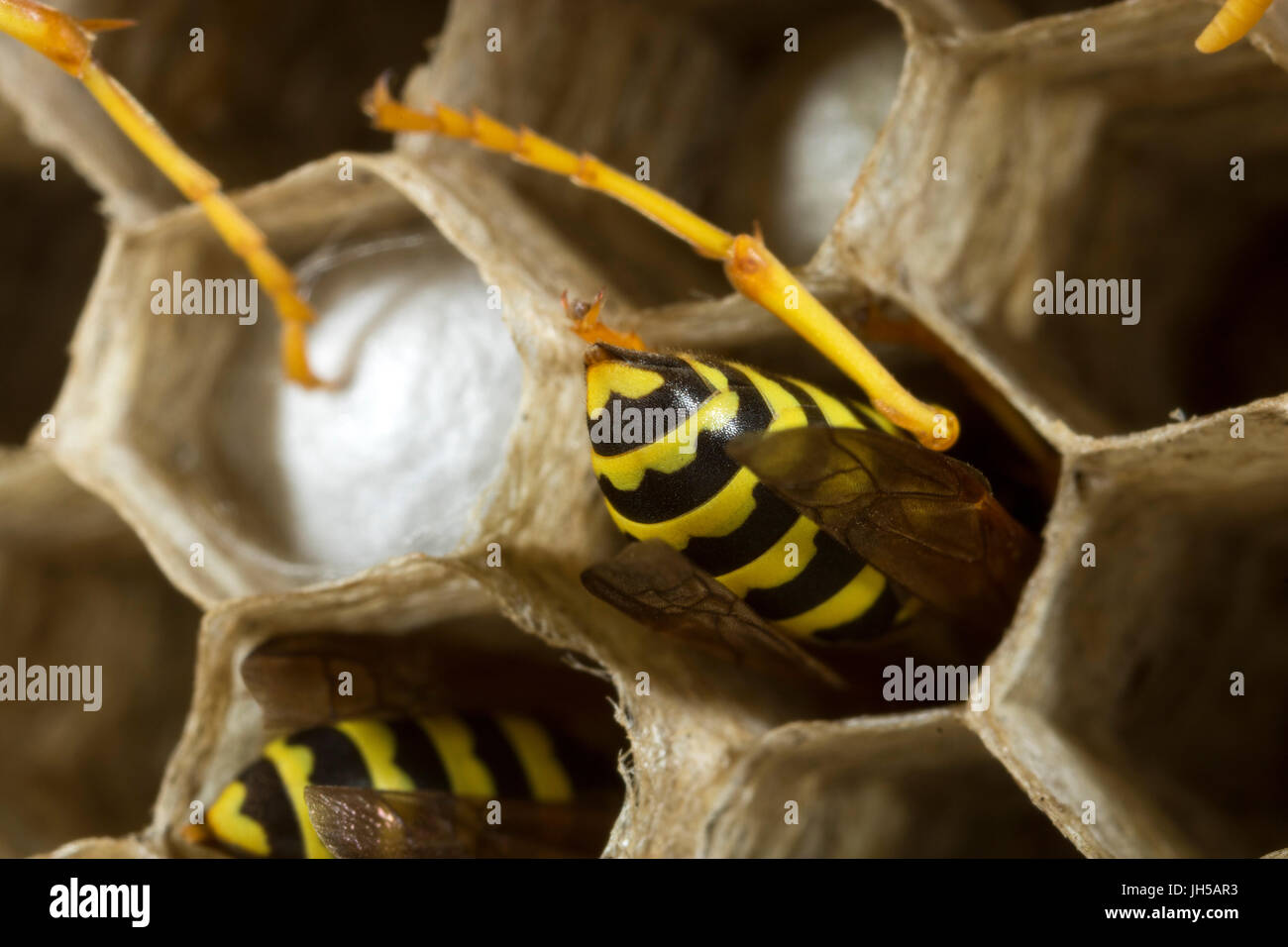 Paper wasps at work in their nest Stock Photo