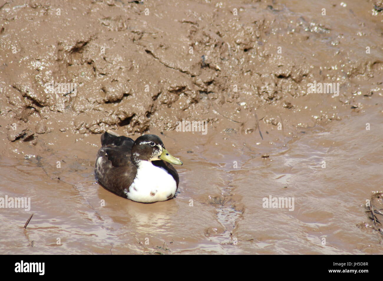 duck sat in mud, muddy duck, bird in mud, ducks Stock Photo Alamy