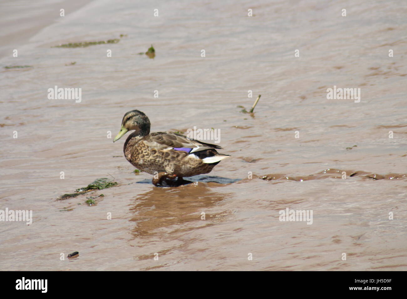 duck walking through mud, mud, duck, duck in mud, deep mud Stock Photo
