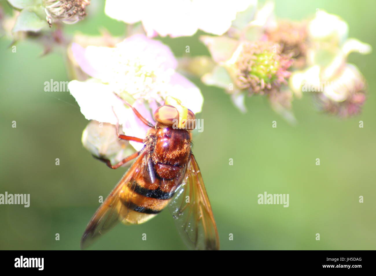 epistrophe melanostoma, hoverfly, large hover fly, UK insect that looks like a bee, hover fly that looks like a bee, UK hover fly, UK hoverfly, Stock Photo