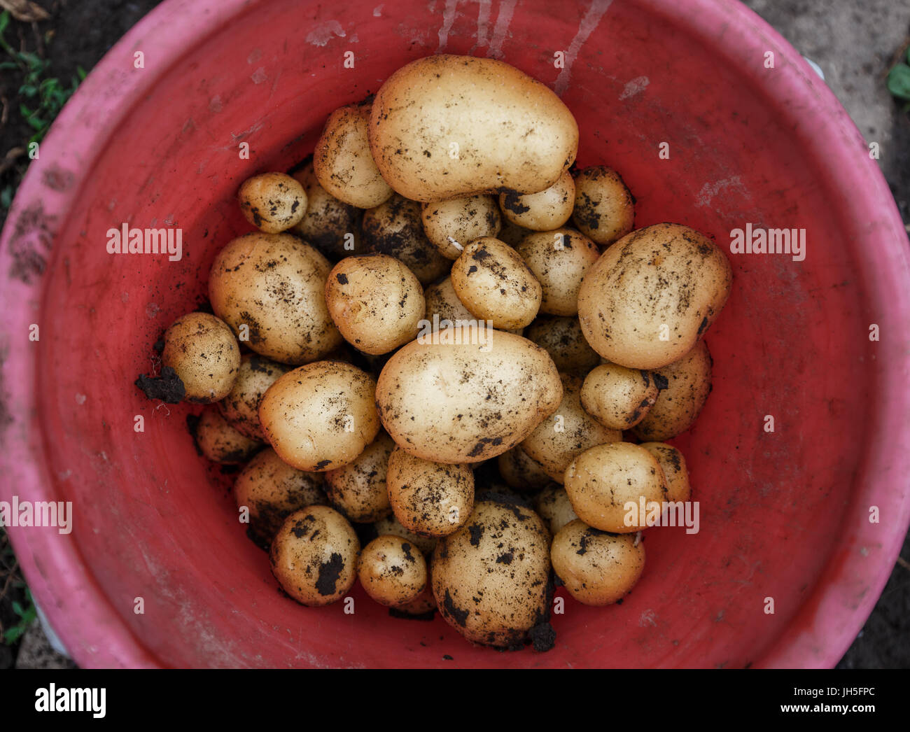 Natural vegetable fresh agriculture food. Raw green potato in the ground Stock Photo