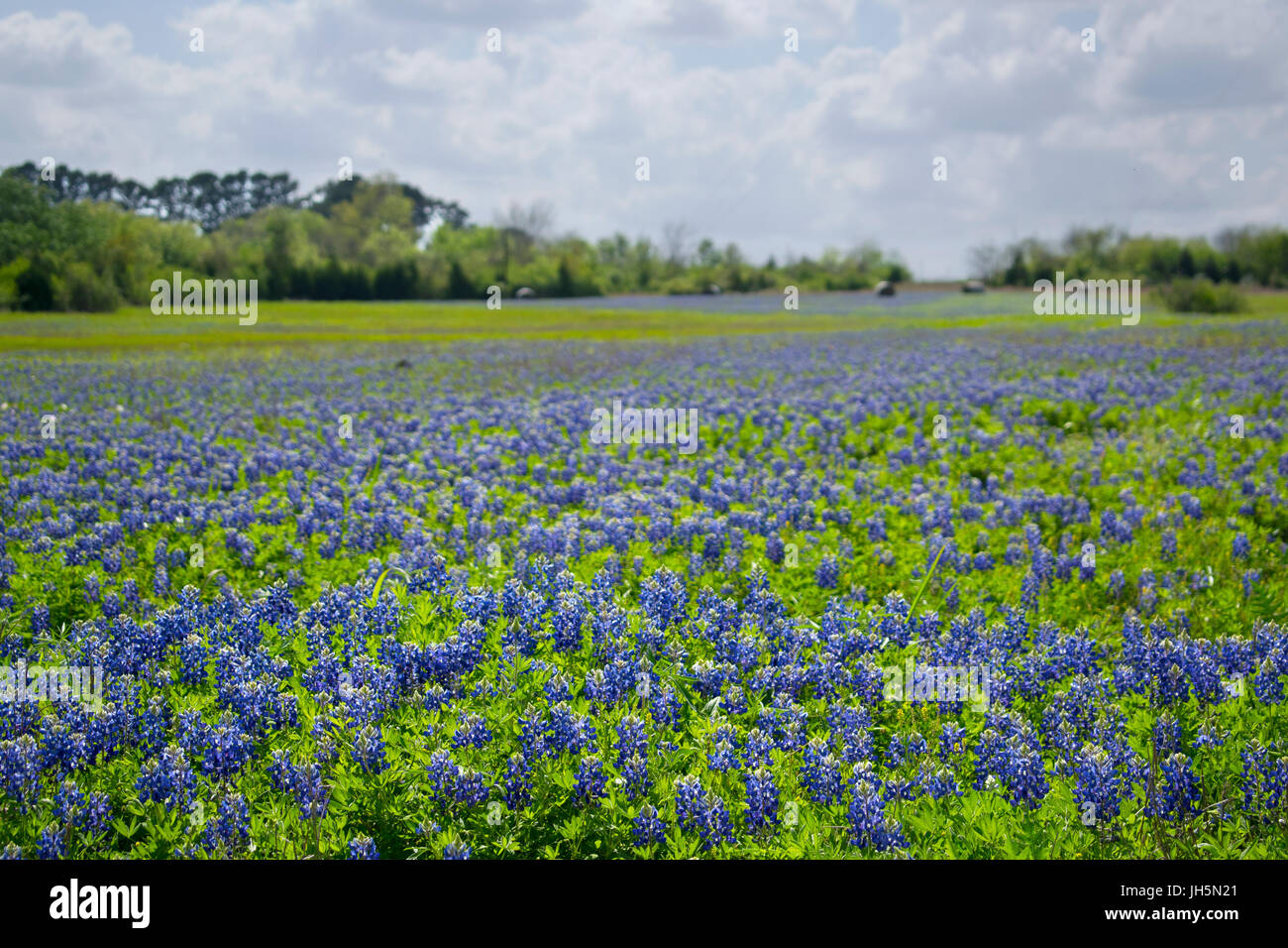 A field of Bluebonnets in Brenham, Texas Stock Photo
