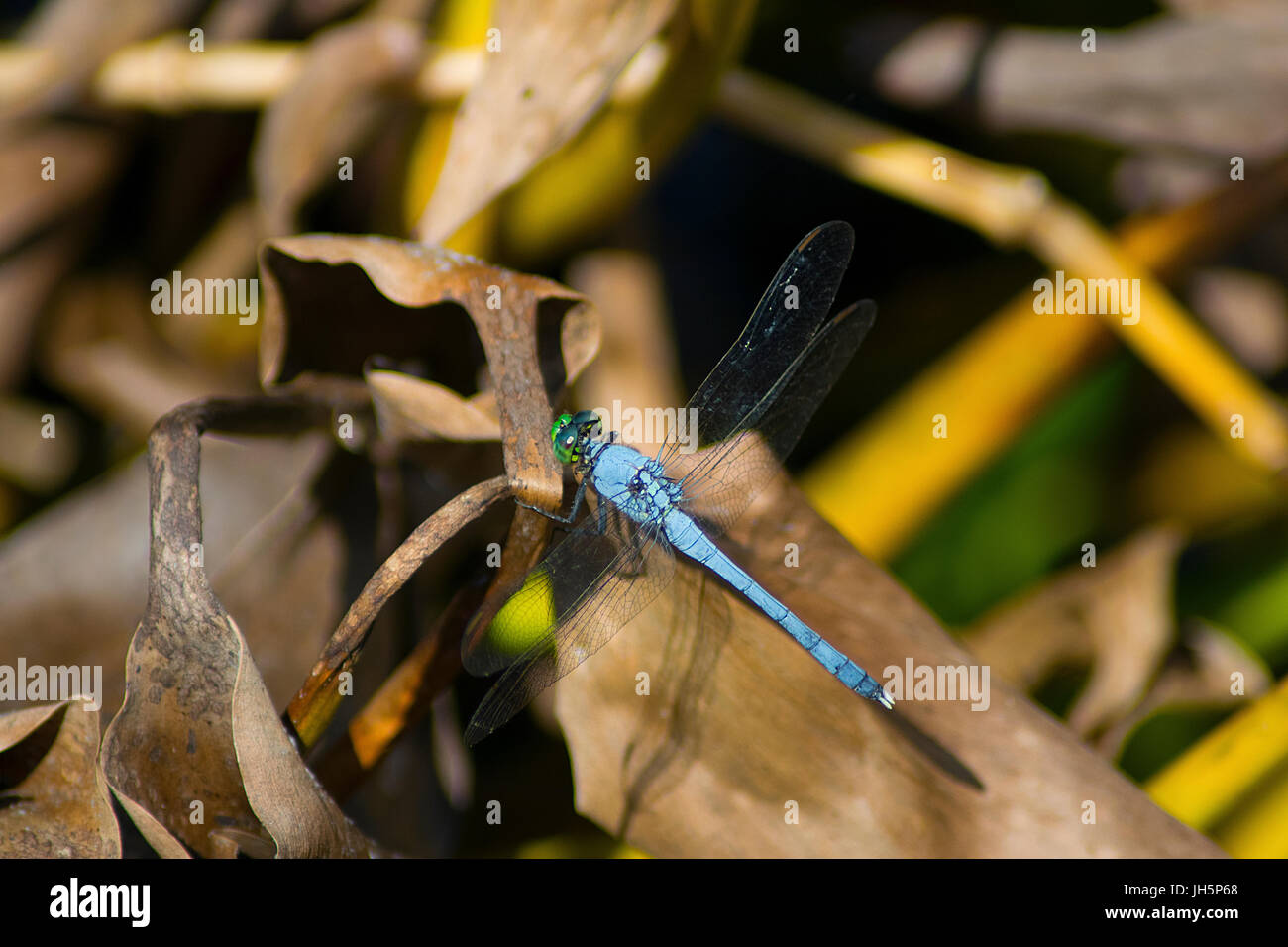 A blue dragonfly resting on a dead leaf at Brazos Bend State Park in Texas Stock Photo