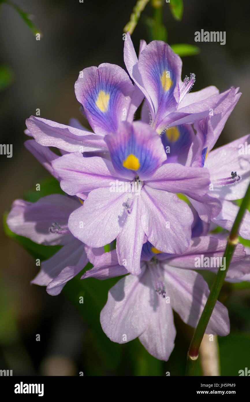 A Common Water Hyacinth at Brazos Bend State Park Stock Photo