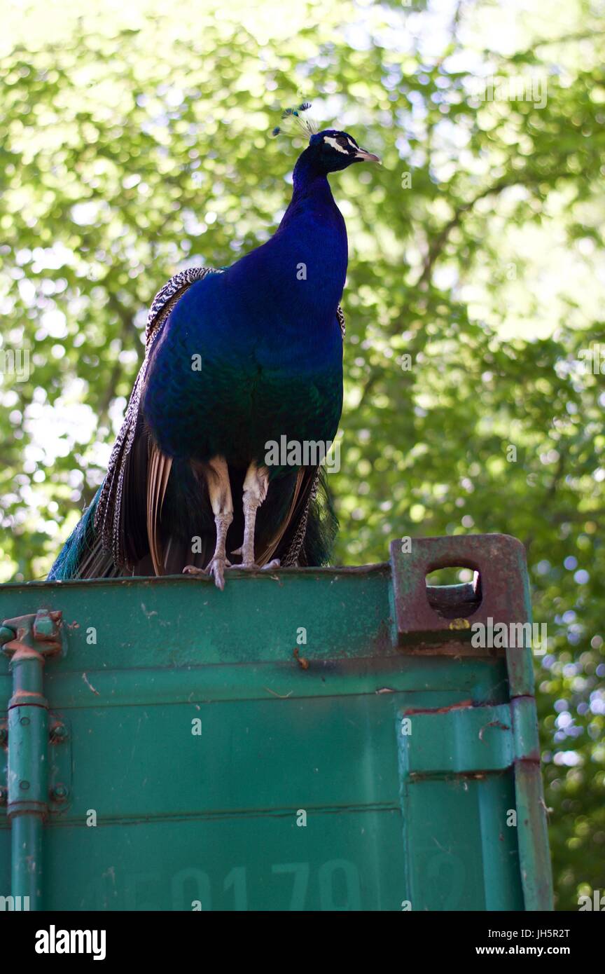 Peacock on a shipping container, Aldenham Country Park Stock Photo