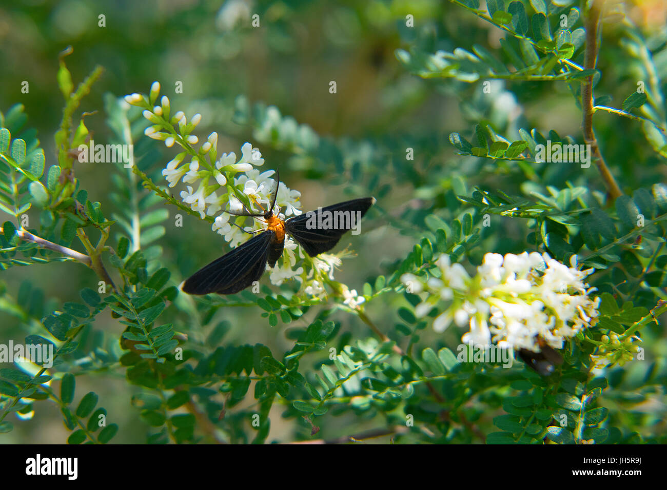 A White-Tipped Black Moth feeding on flowers at Brazos Bend State Park in Texas Stock Photo
