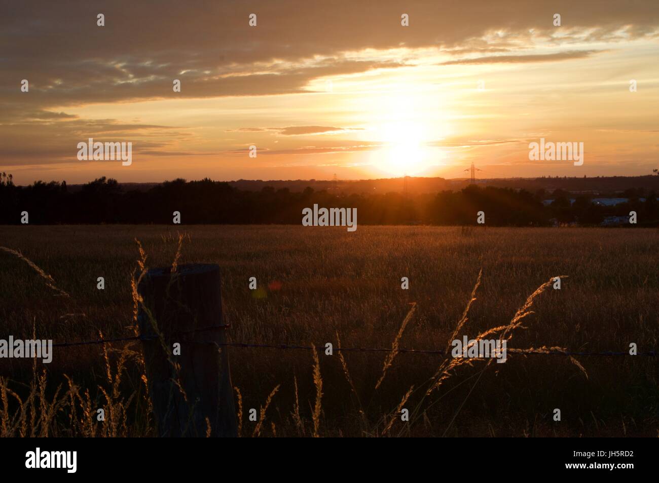 Fields at sunset, Bushey, Hertfordshire Stock Photo