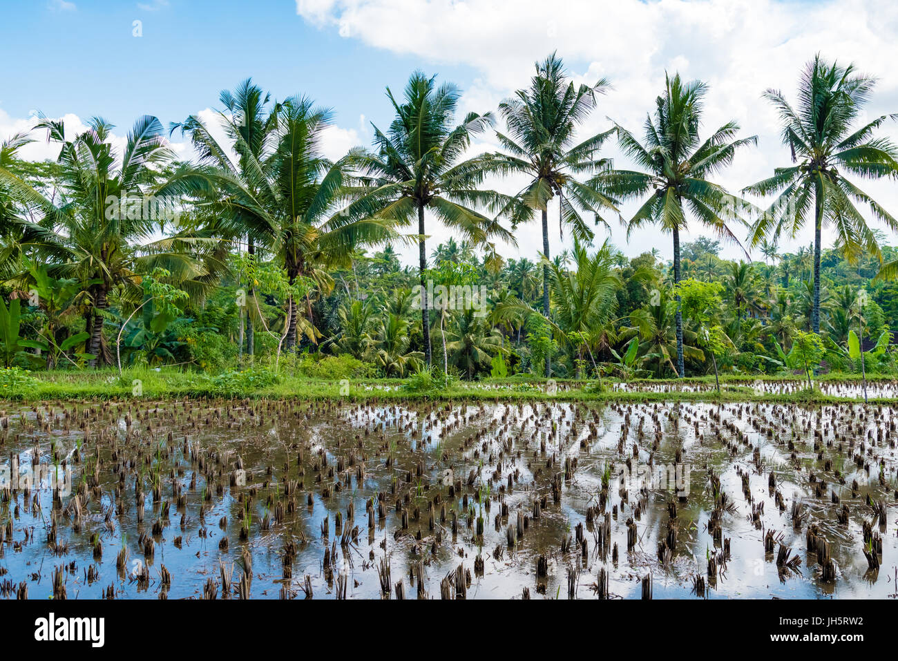 Coconut Field View over harvested rice field and coconut trees Stock Photo - Alamy