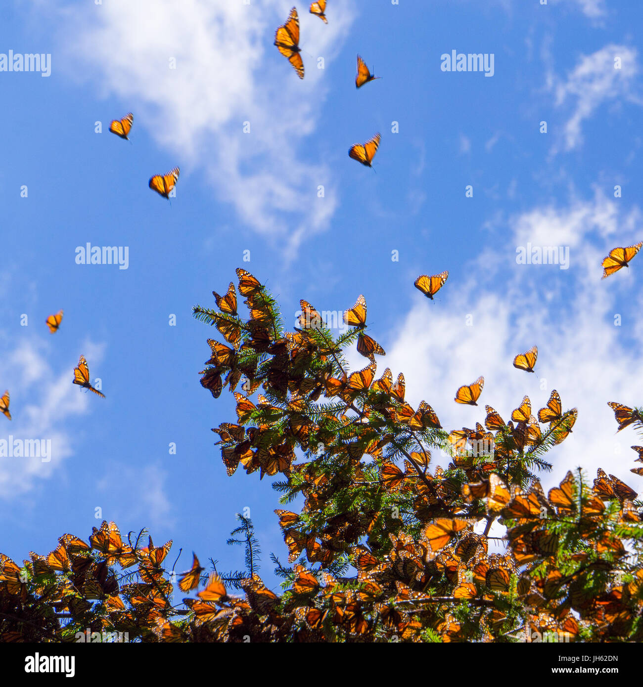 Monarch butterfly mexico hires stock photography and images Alamy