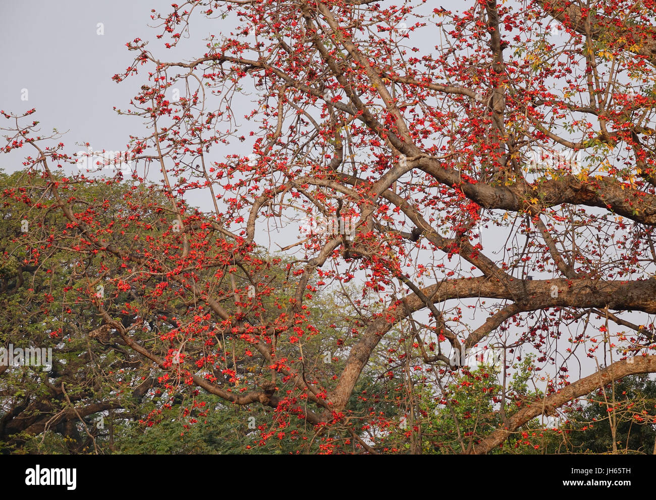 Red Silk Cotton Tree High Resolution Stock Photography And Images Alamy