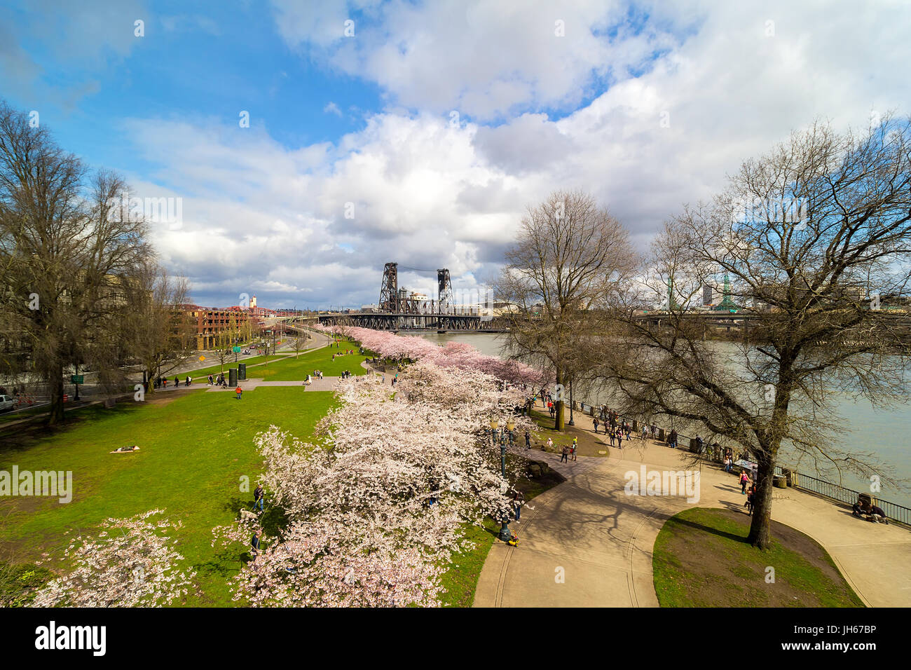 Cherry Blossom Trees Spring Flowers in Bloom along Portland Oregon downtown waterfront Stock