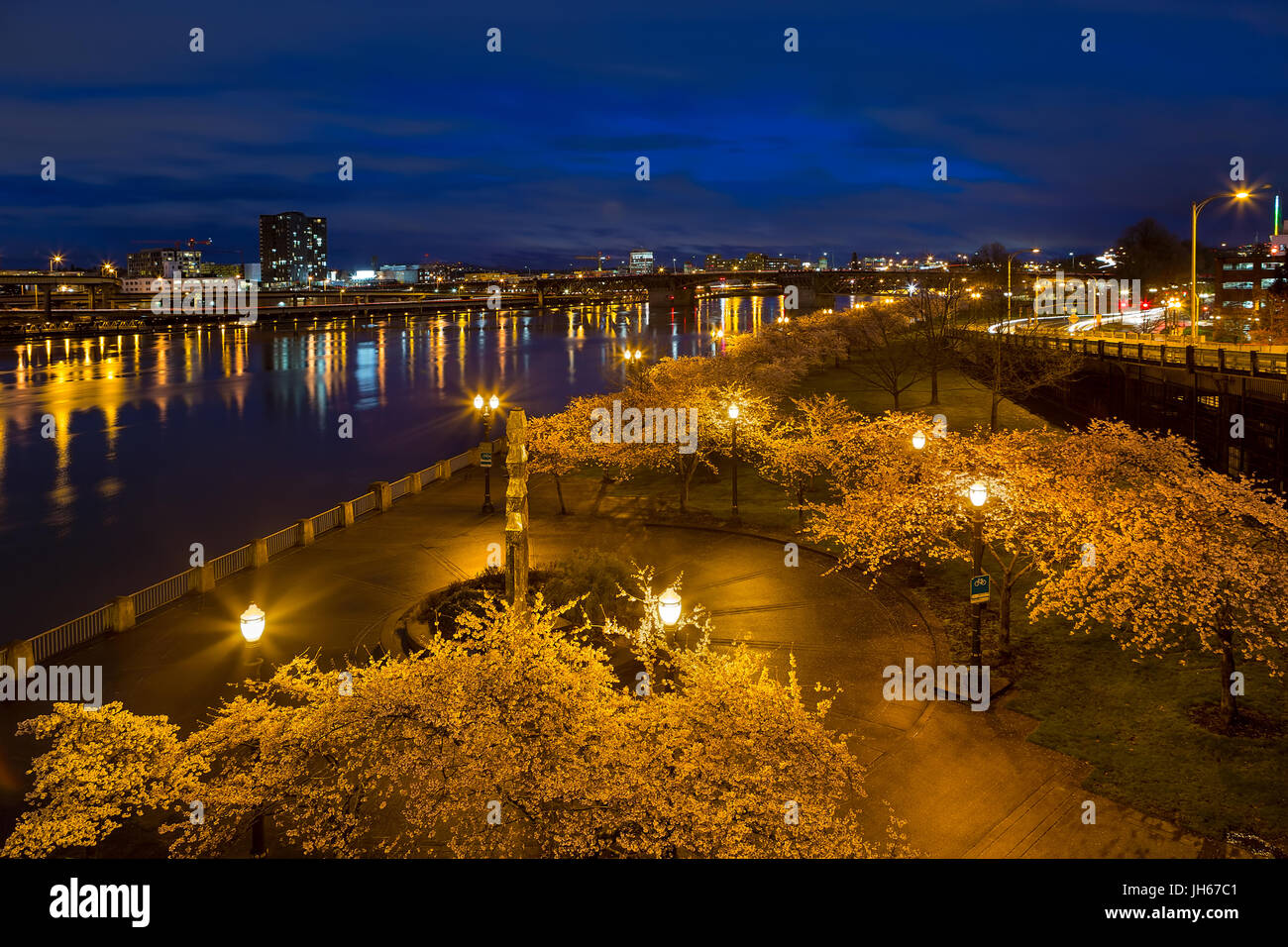 Cherry Blossom Trees Spring Flowers in Bloom along Portland Oregon downtown waterfront park