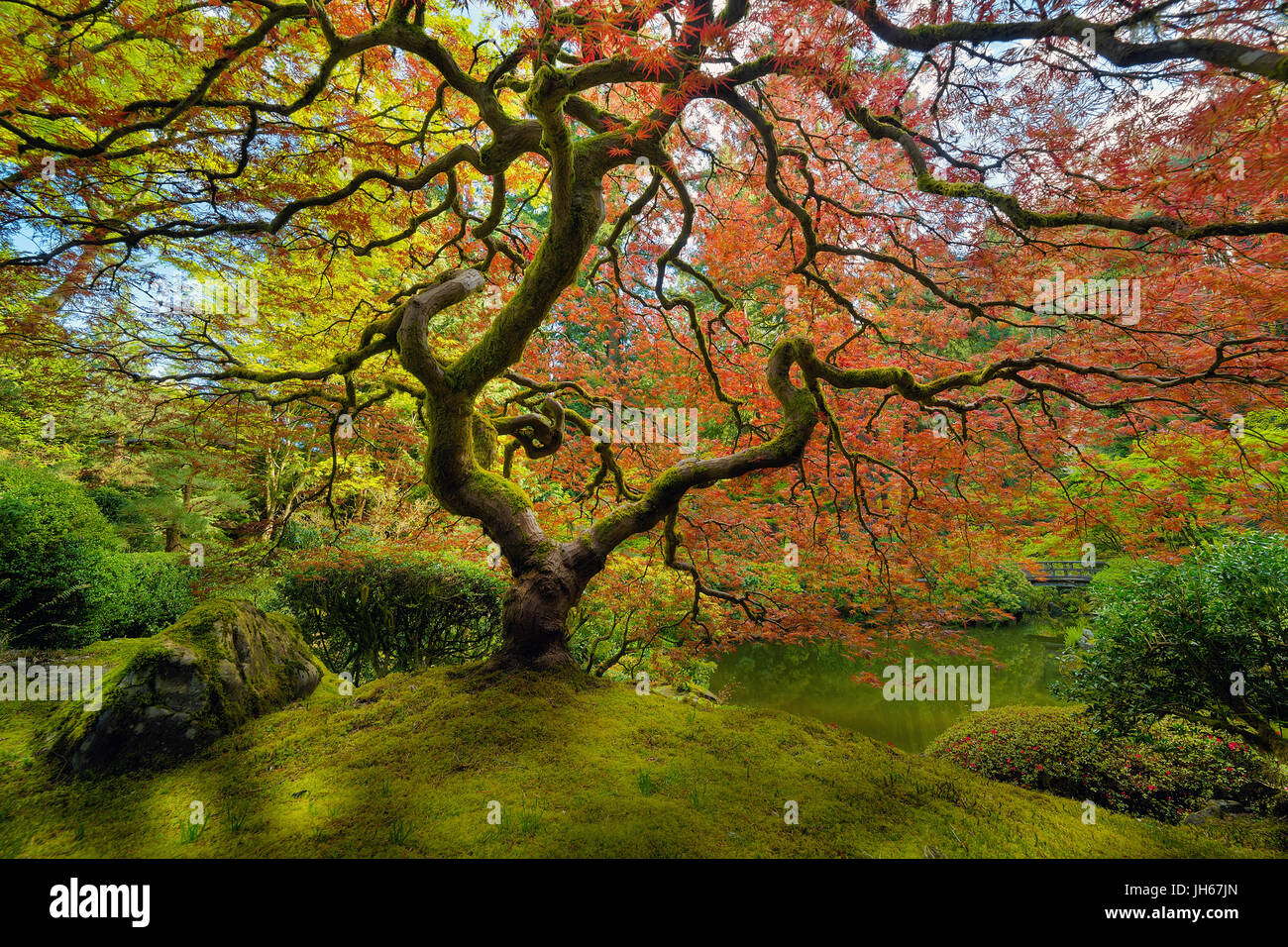 The red Japanese Maple tree at Portland Japanese Garden in spring Stock Photo