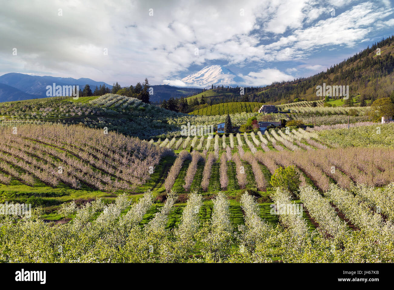 Pear Orchards Rolling Hills and Mount Adams View at Hood River Oregon ...