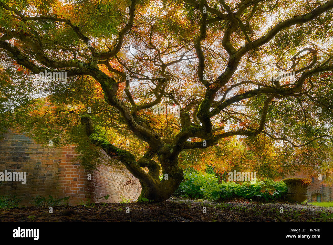 Old Japanese Maple Tree in Spring Season Stock Photo Alamy