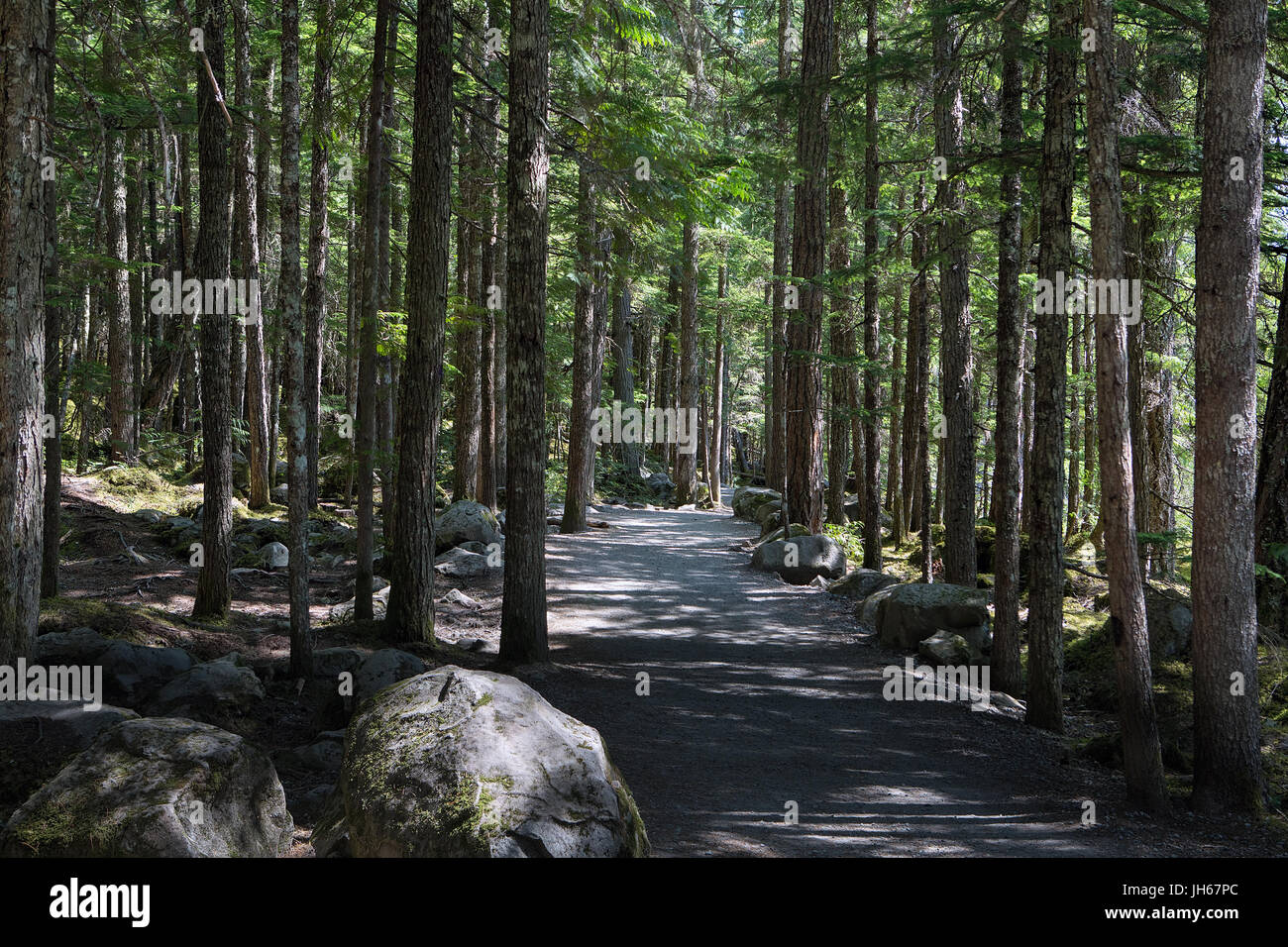 Hiking trail between tall trees at Brandywine Falls Provincial Park in