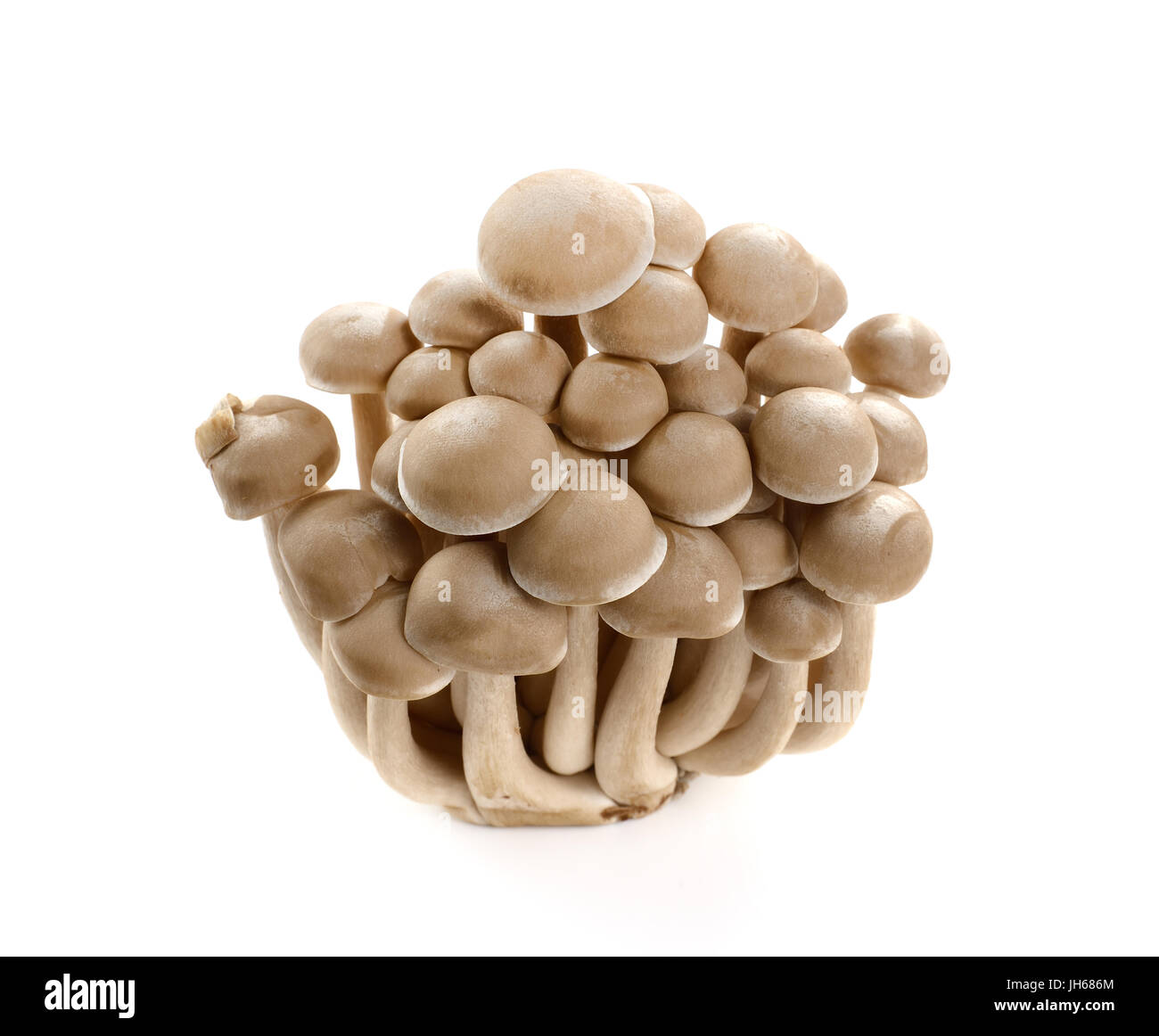 brown beech mushroom isolated on white Stock Photo - Alamy