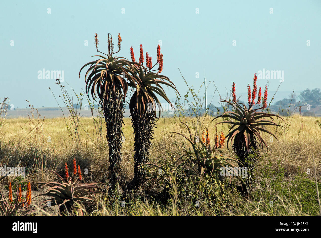 Flowering aloe plants in dry winter landscape against blue sky in South Africa Stock Photo