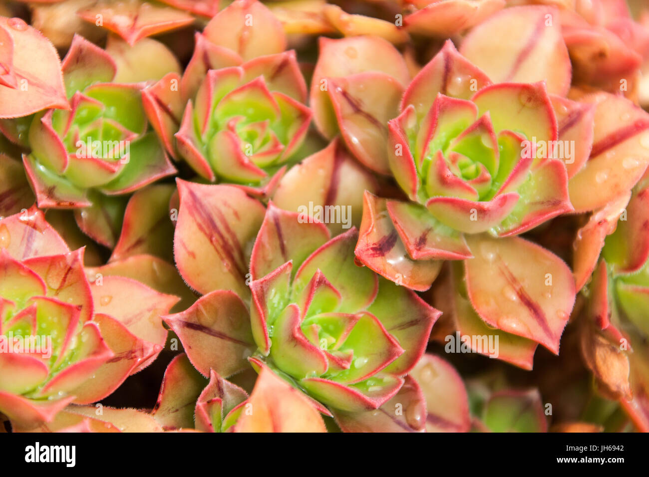 Summer view of a Aeonium Leucoblepharum in full bloom. This plant was grown in Northern Scotland. Stock Photo