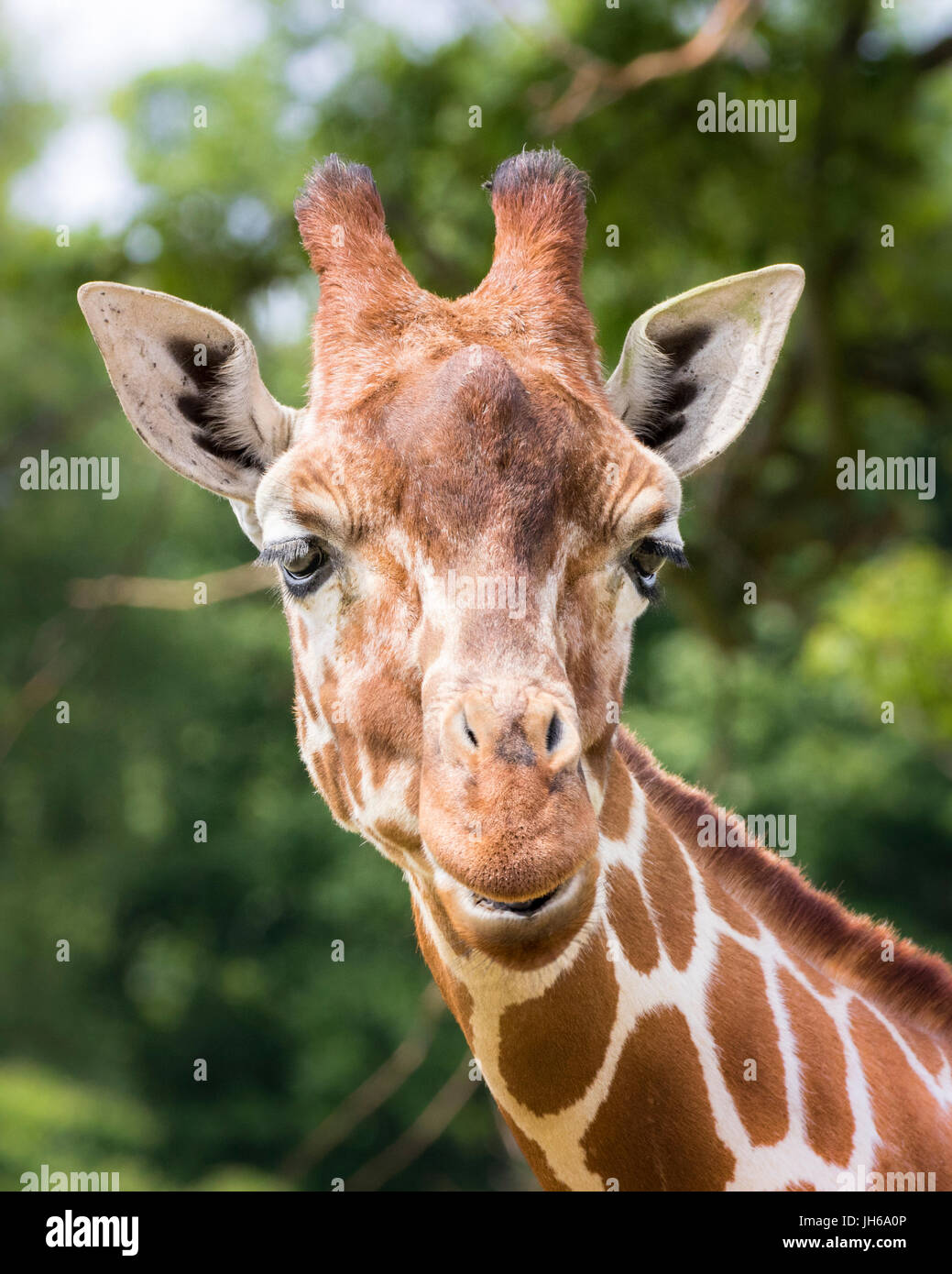 giraffe head Stock Photo