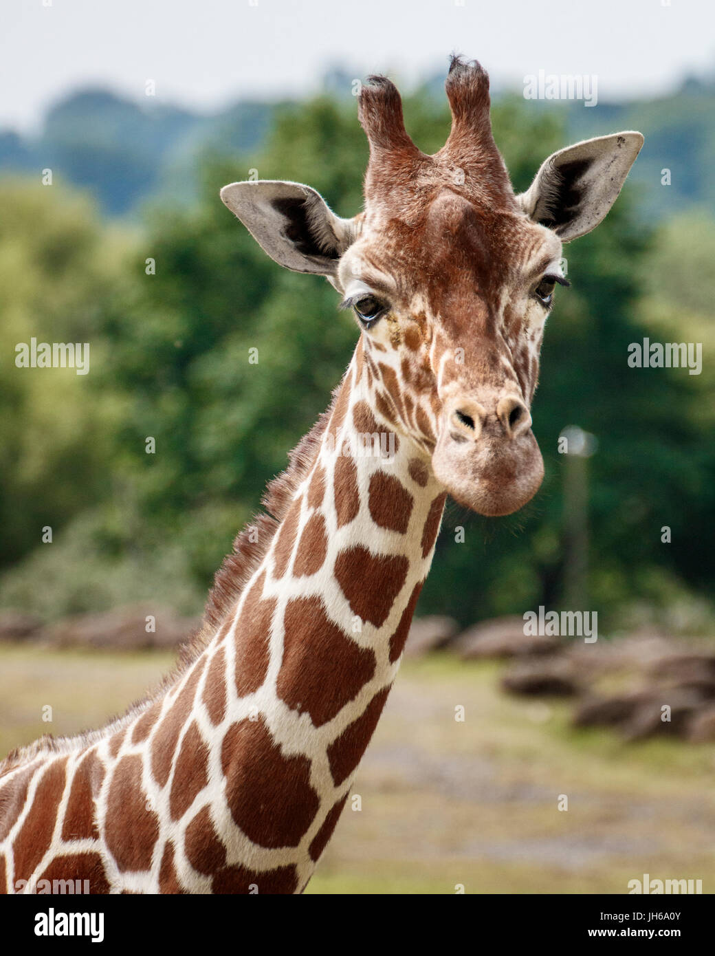 giraffe head Stock Photo