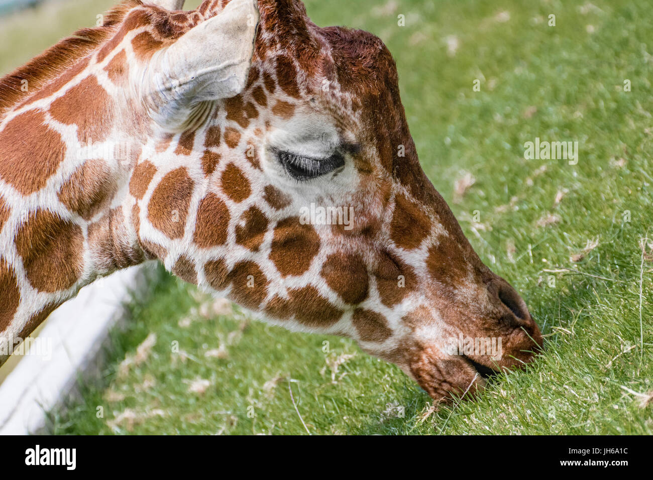 giraffe head eating grass Stock Photo