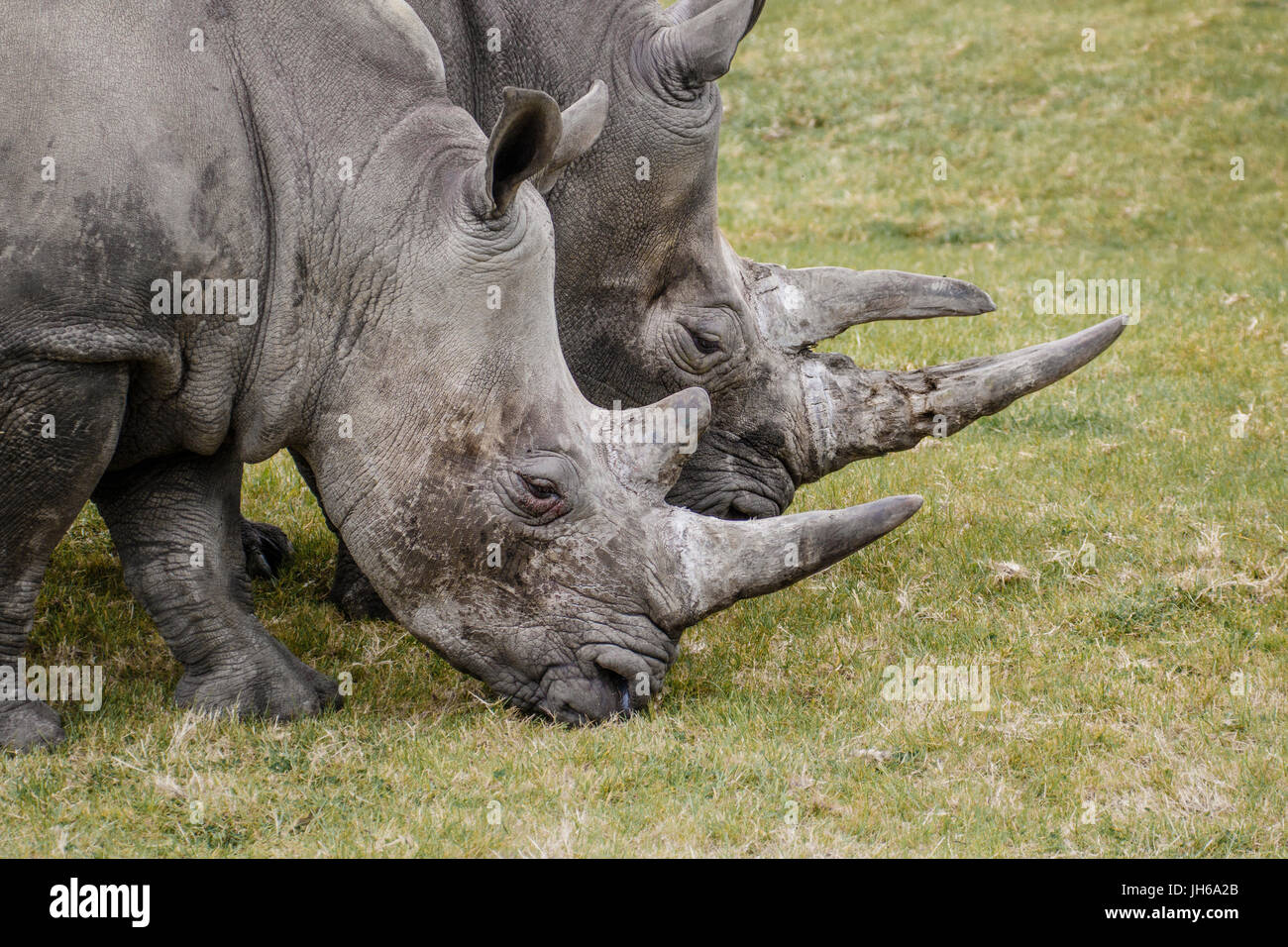 two rhinoceros head Stock Photo - Alamy
