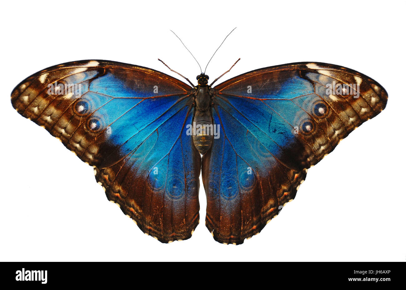 A blue morpho butterfly with its wings outstretched isolated on a white ...