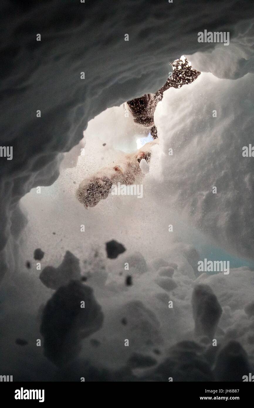 AVALANCHE RESCUE WITH THE DOG HANDLERS Stock Photo - Alamy