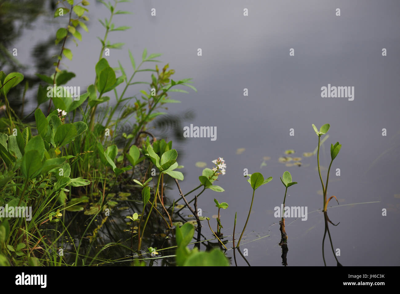 Vegetation in vicinity forest hi-res stock photography and images - Alamy