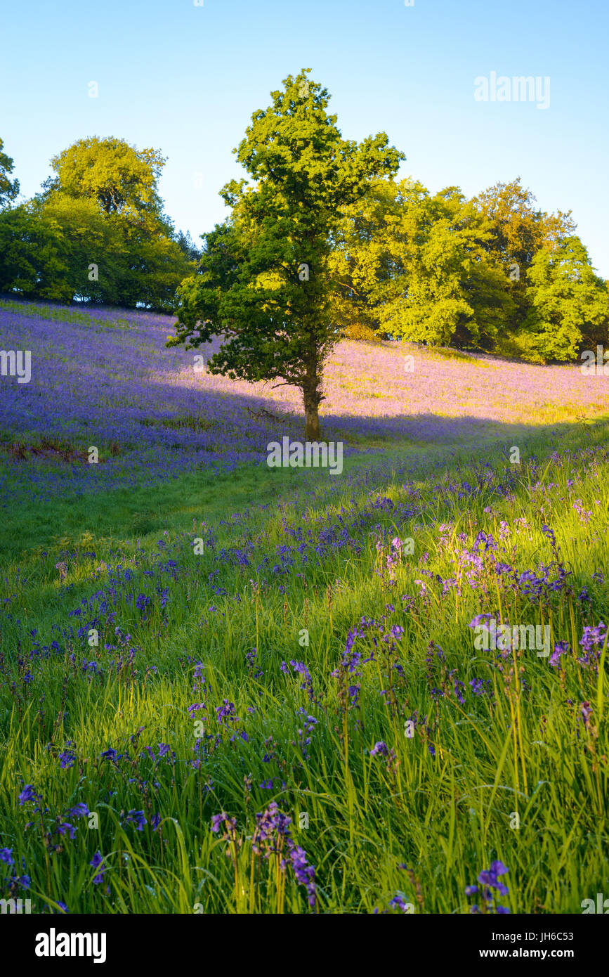 bluebells-in-full-bloom-in-an-open-meadow-in-north-dorset-england-uk