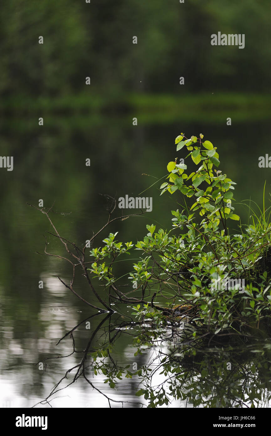Vegetation in the vicinity of forest lake. Close up. Stock Photo