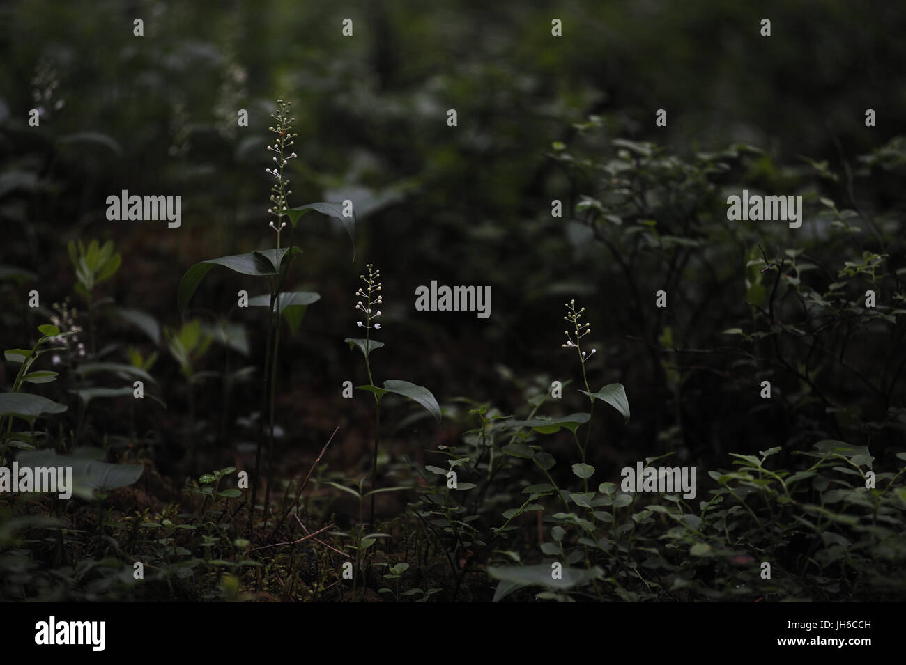 Maianthemum bifolium in the magic atmosphere of the mysterious forest. Stock Photo