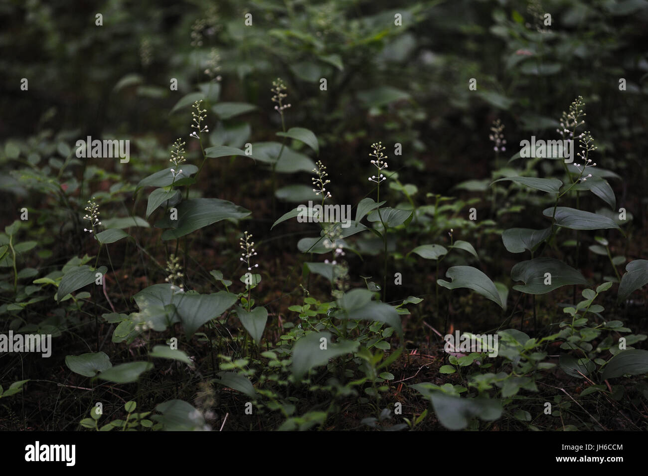 Maianthemum bifolium in the magic atmosphere of the mysterious forest. Stock Photo