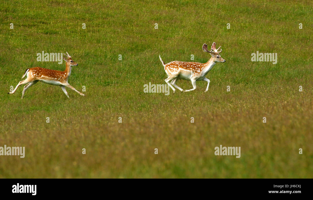 Magnificent fallow deer running fast in a parkland setting in spotty