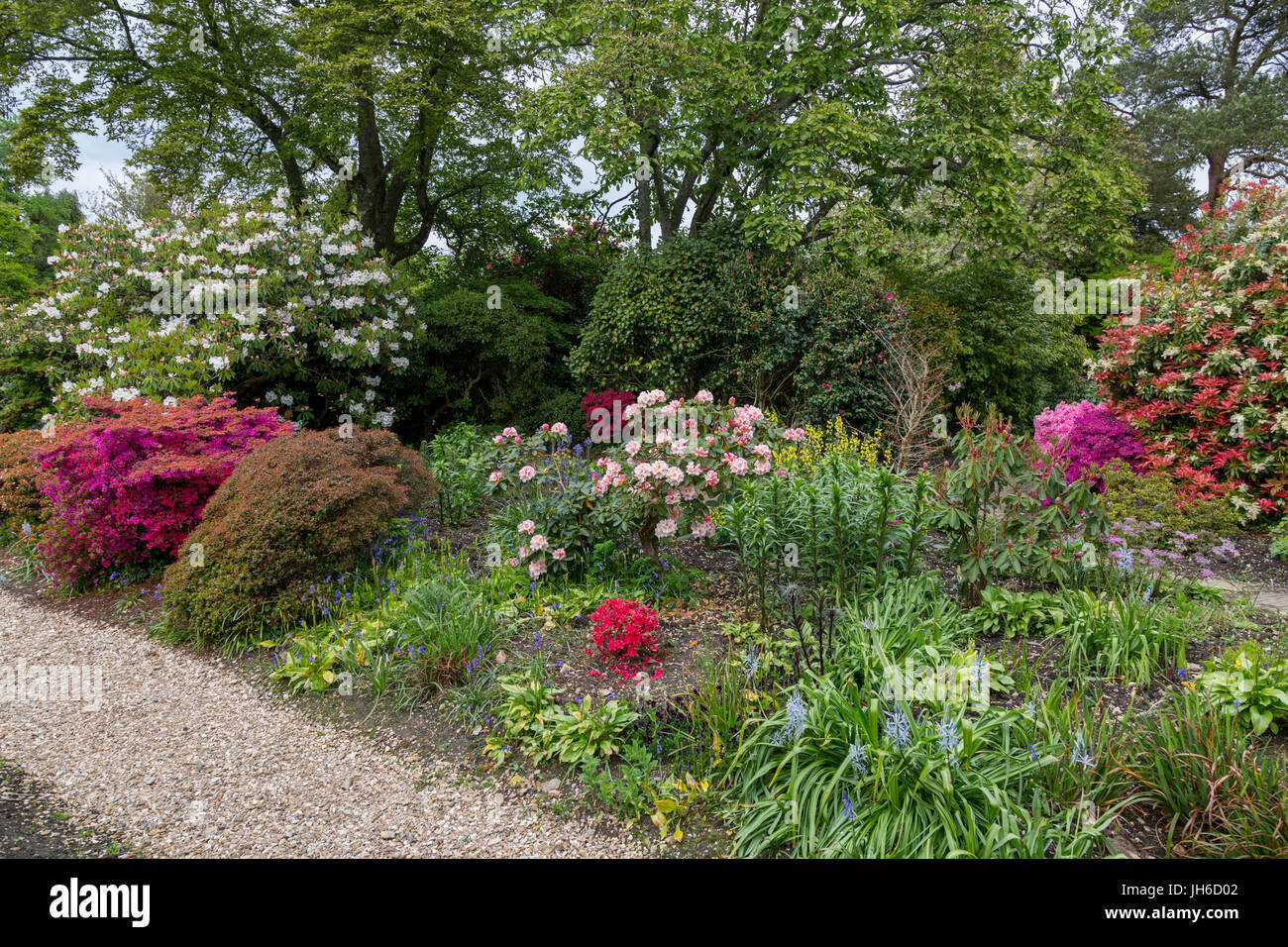 A collection of shrubs that prefer acidic soil such as rhododendron and azaleas in the gardens at Forde Abbey, Dorset, England, UK Stock Photo