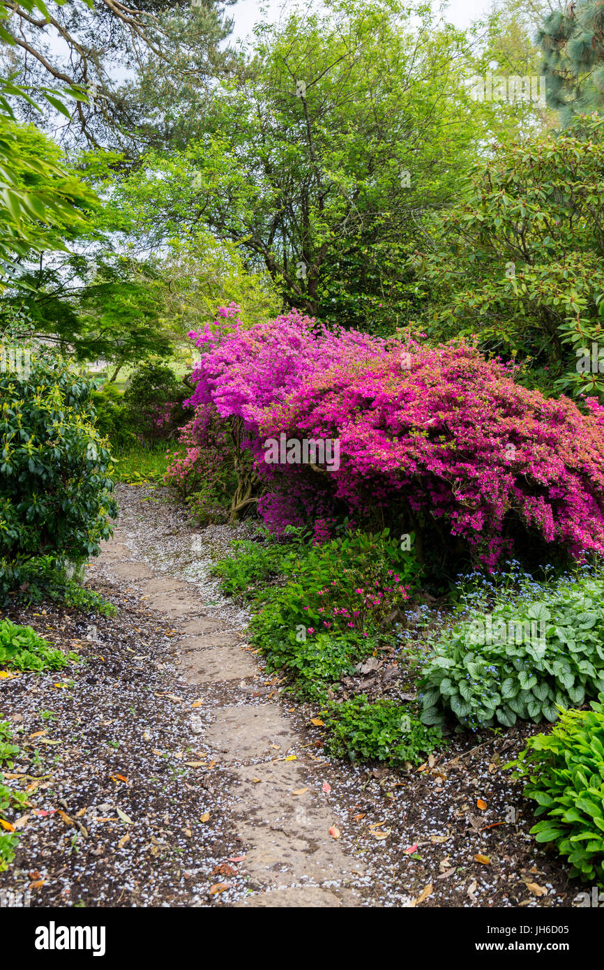 Colourful azalea shrubs in the gardens at Forde Abbey, Dorset, England, UK Stock Photo