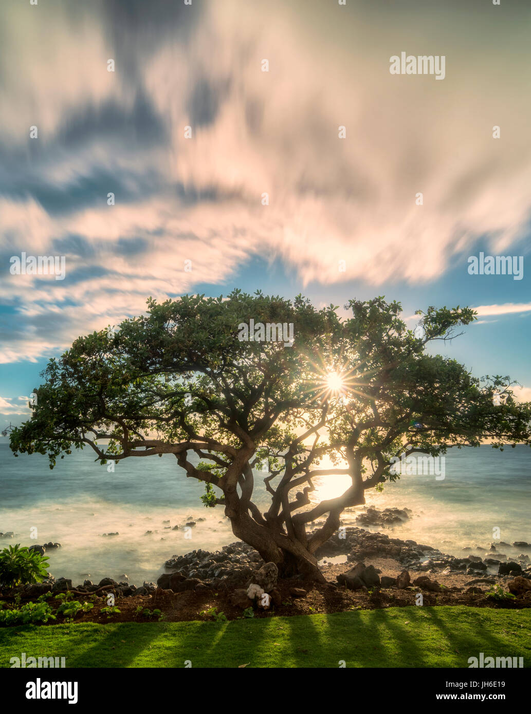 Sunset and tree. Wailea. Maui, Hawaii Stock Photo Alamy