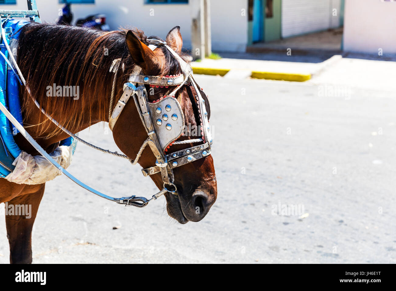 Horse Blinkers Horse Blinders Set Of Winkers Horse Winkers