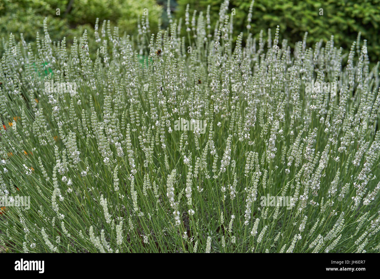 Abundantly Blooming white lavender bush Lavandula intermedia Edelweiss Stock Photo