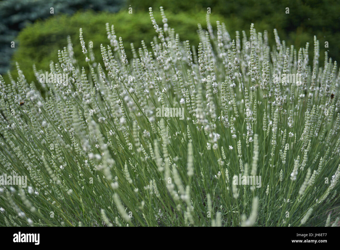Abundantly Blooming white lavender bush Lavandula intermedia Edelweiss Stock Photo